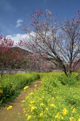 1-西川花公園