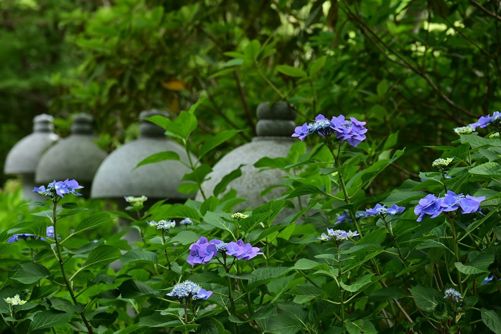 あじさいの寺