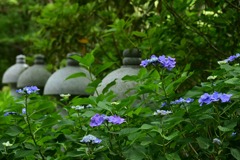あじさいの寺