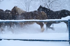 十勝牧場馬追い(2)