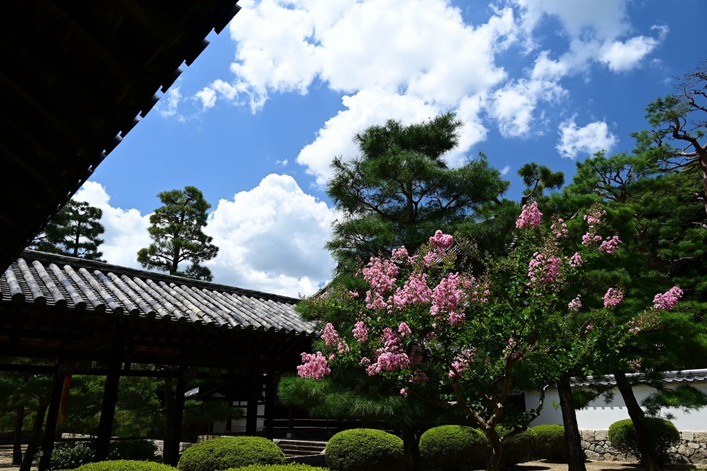 百日紅の咲く頃
