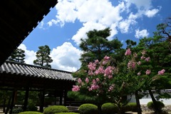 百日紅の咲く頃