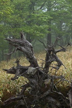 何に見えるかな