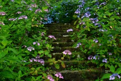 紫陽花の道