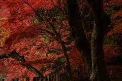 1-苗秀寺