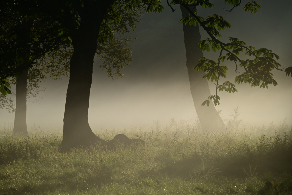 早朝のかやの高原