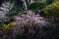 1-上久喜の里