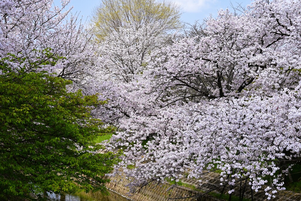 2-佐保川