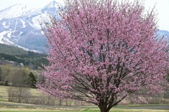 黒姫高原の桜