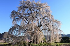 和美の桜全景