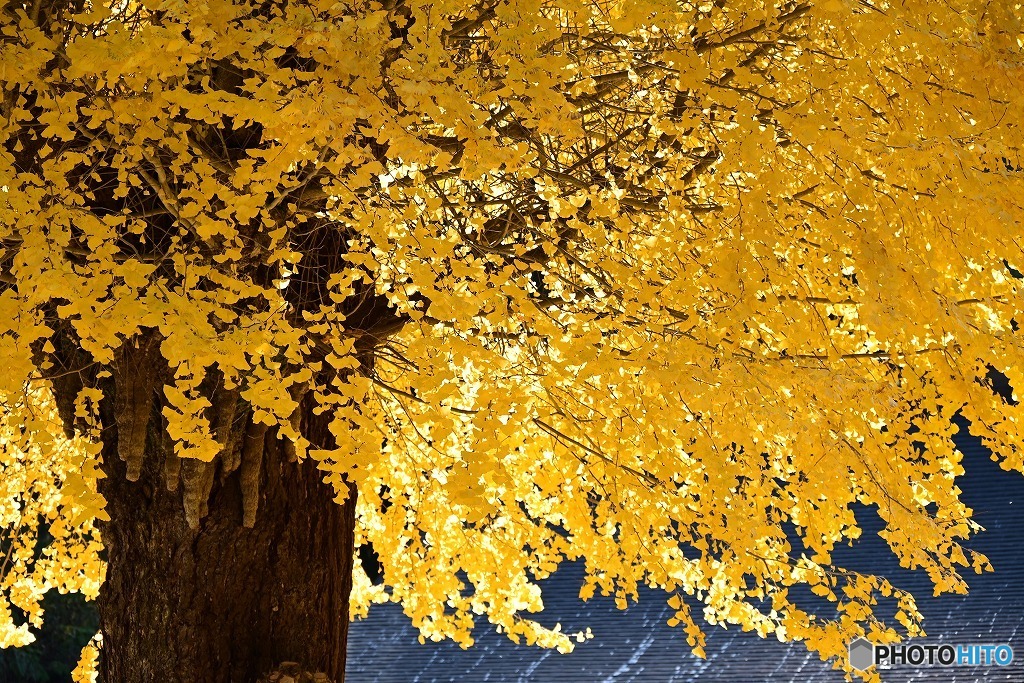 黄金色の秋