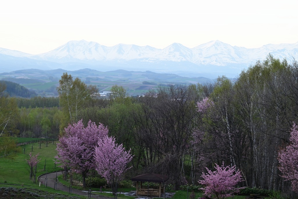 桜と北西の丘