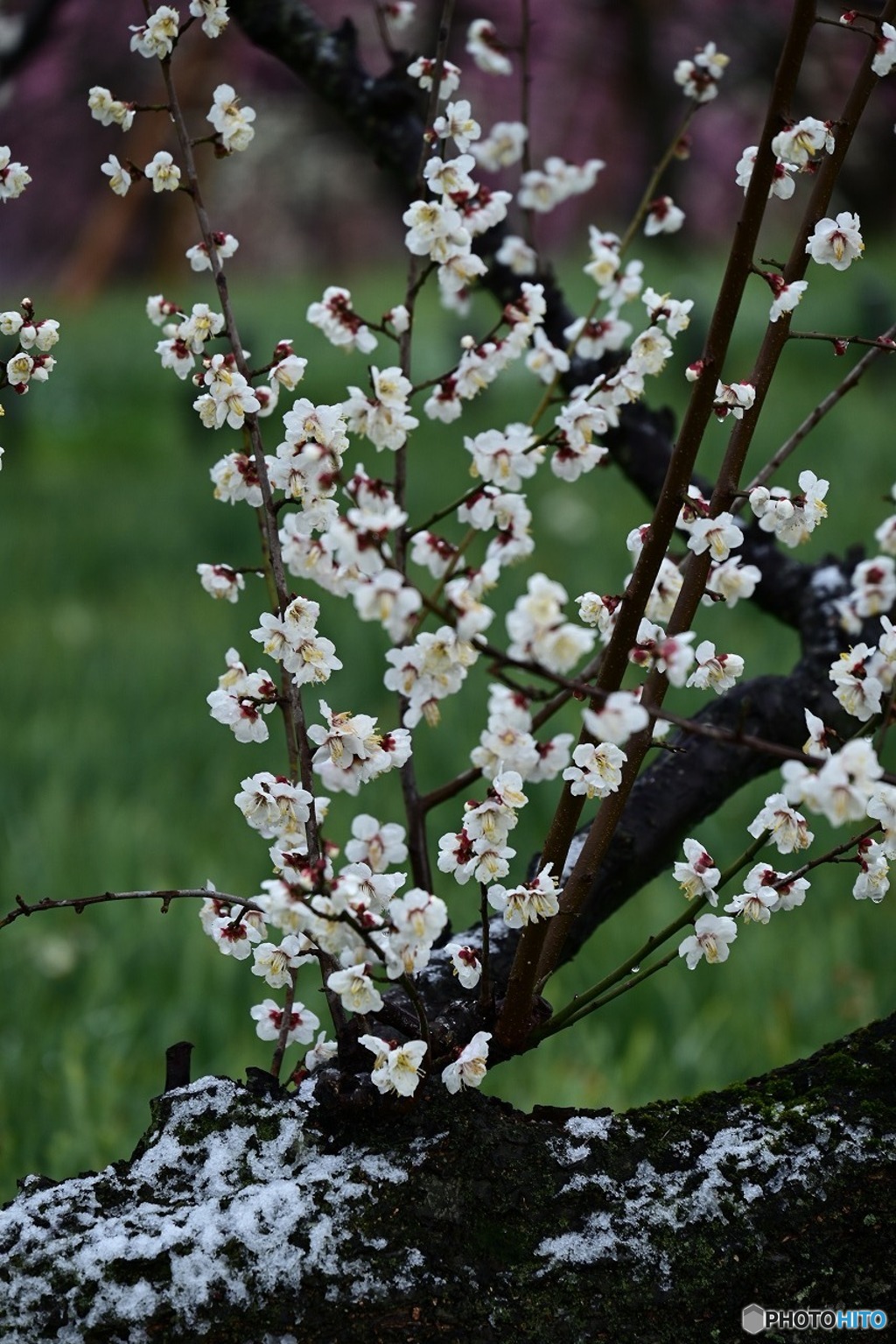 雪と白梅-2