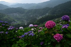 1-新宮の紫陽花
