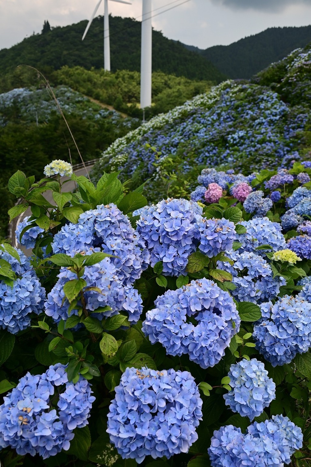 風車と紫陽花