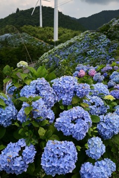 風車と紫陽花