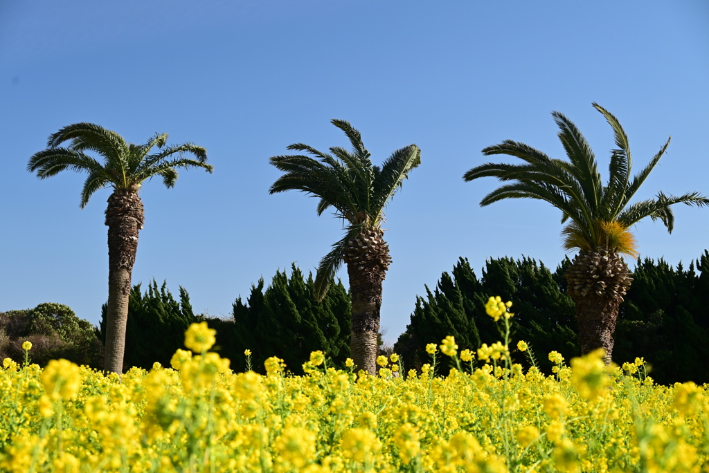 菜の花ガーデン