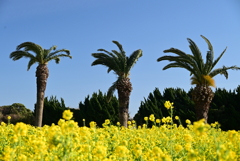 菜の花ガーデン