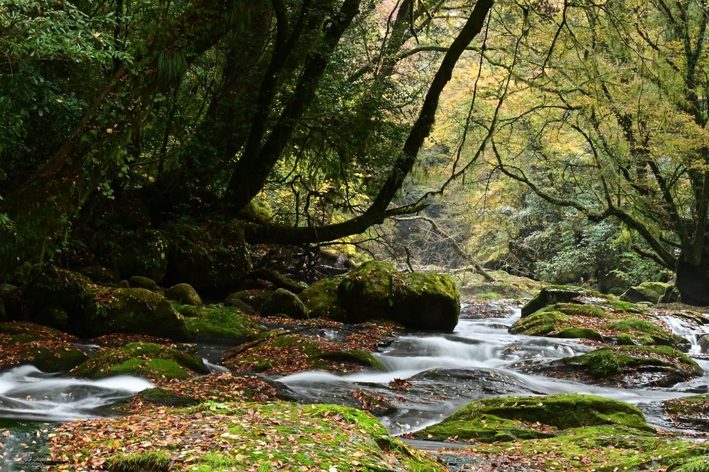 菊池渓谷