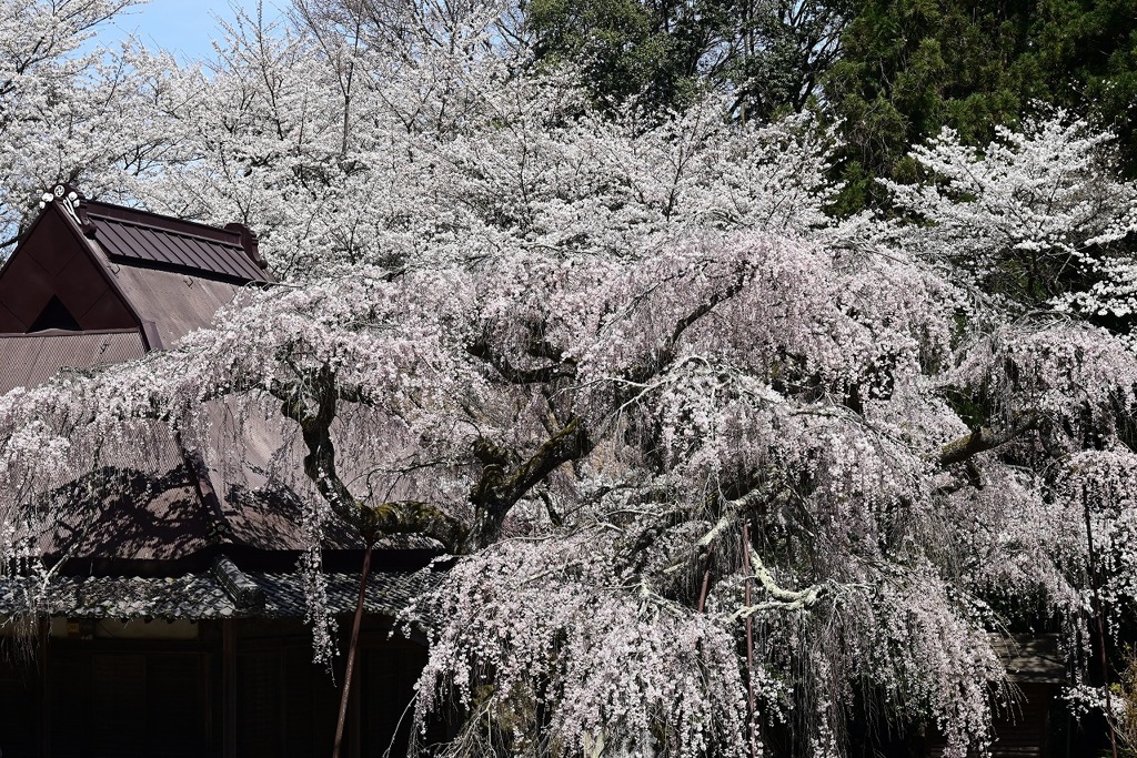 西光寺