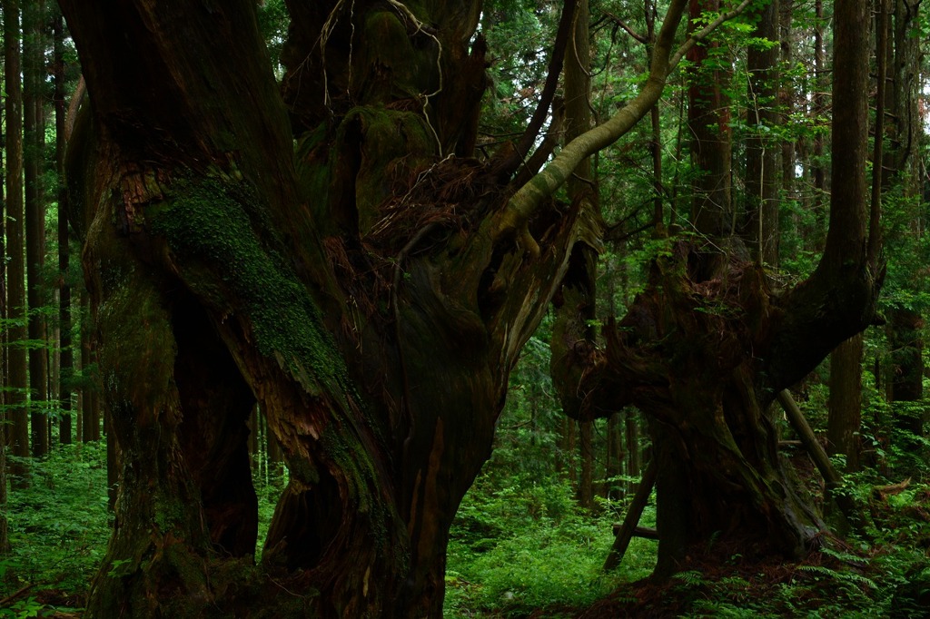 巨木の森
