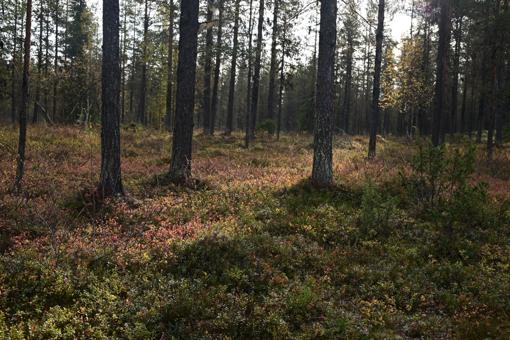 ラップランドの森
