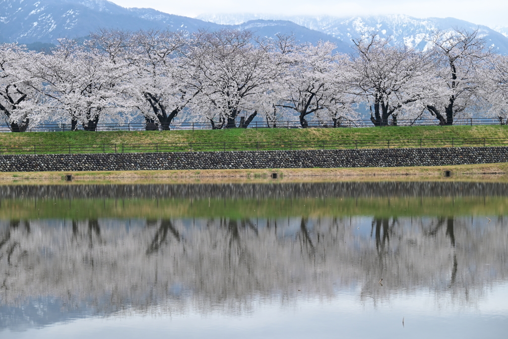 逆さ桜