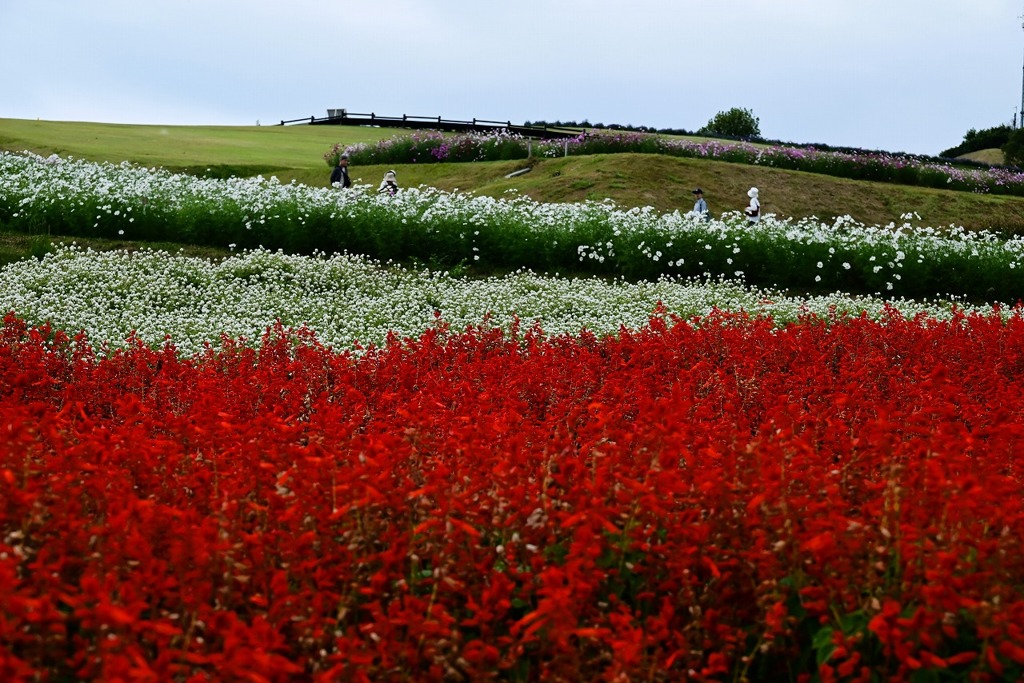 あわじ花さじき