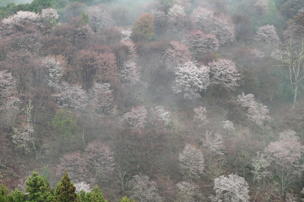 吉水神社から