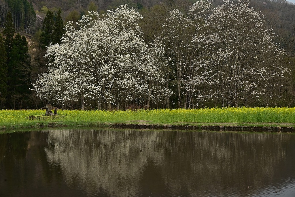 四十九院のこぶし