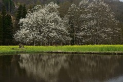 四十九院のこぶし