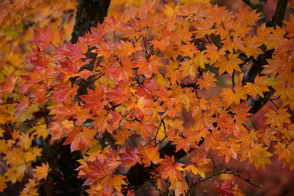 圧巻の紅葉