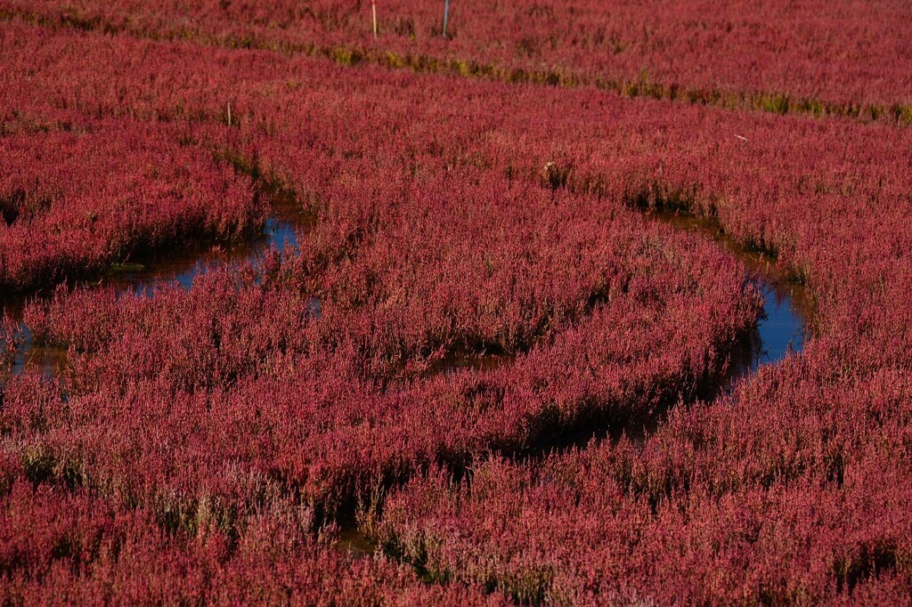 能取湖サンゴ草