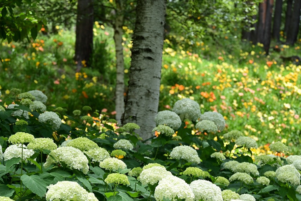 富士見高原リゾート