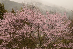 杵原学校裏庭
