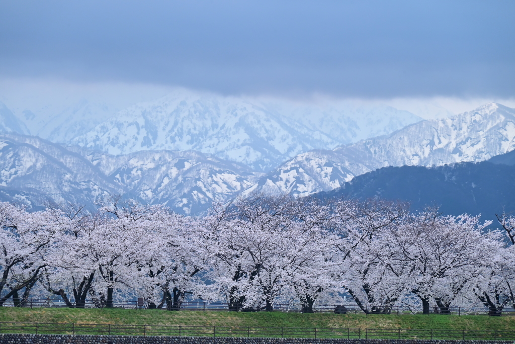 桜と北アルプス