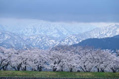 桜と北アルプス