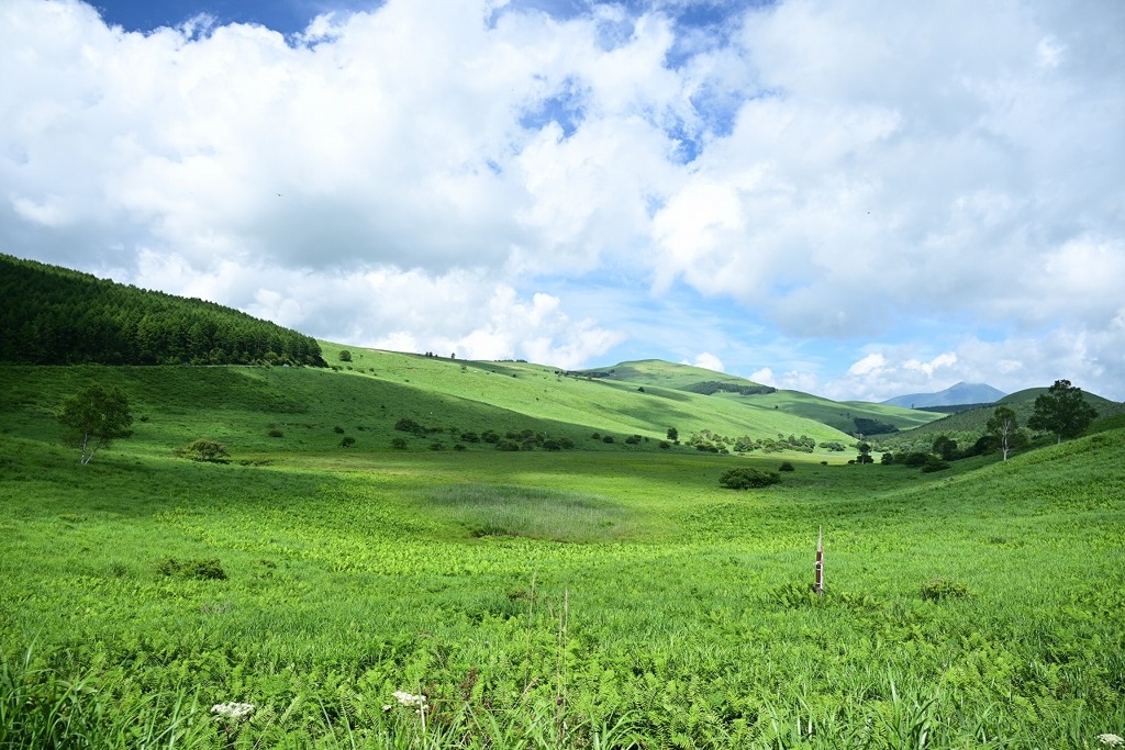夏の高原