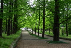 新緑の並木道