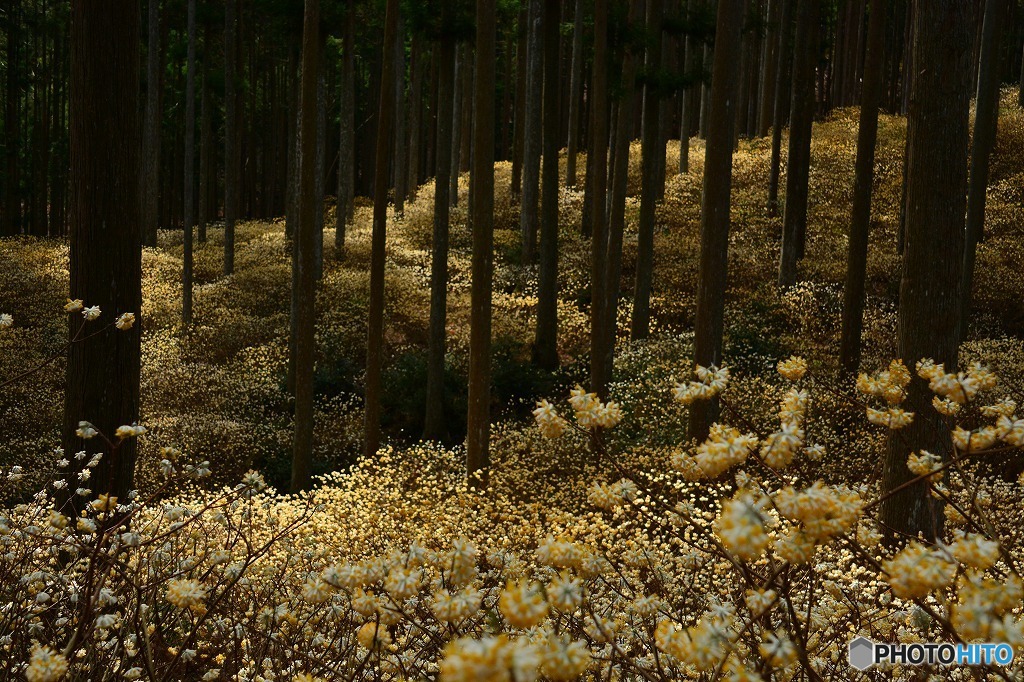ミツマタ群生地