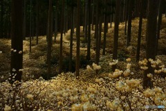 ミツマタ群生地