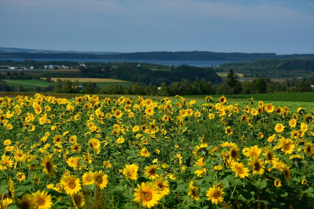 大空町朝日ヶ丘公園