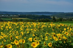 大空町朝日ヶ丘公園