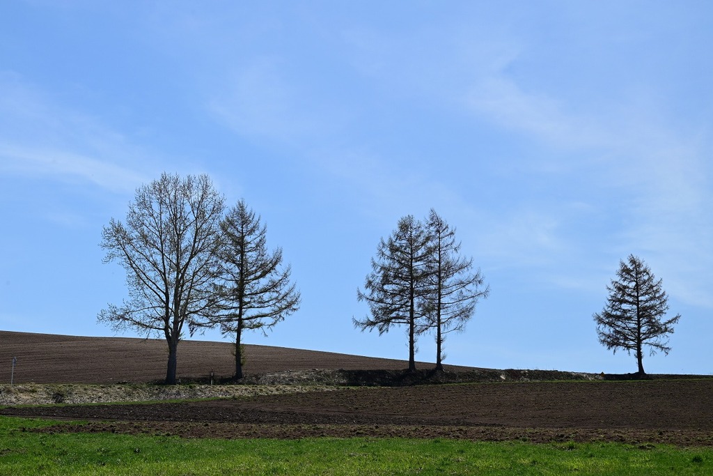 ブラウマンの丘