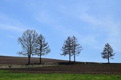 ブラウマンの丘