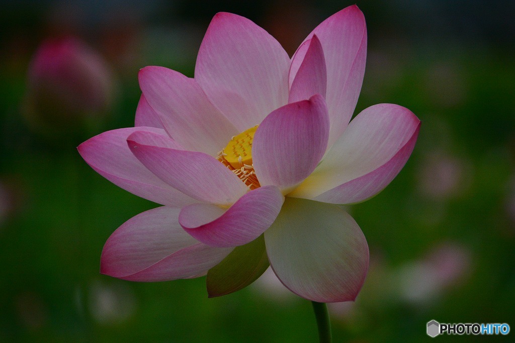 藤原京跡の花蓮