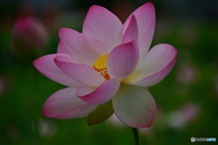 藤原京跡の花蓮