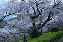 1-ひょうたん桜