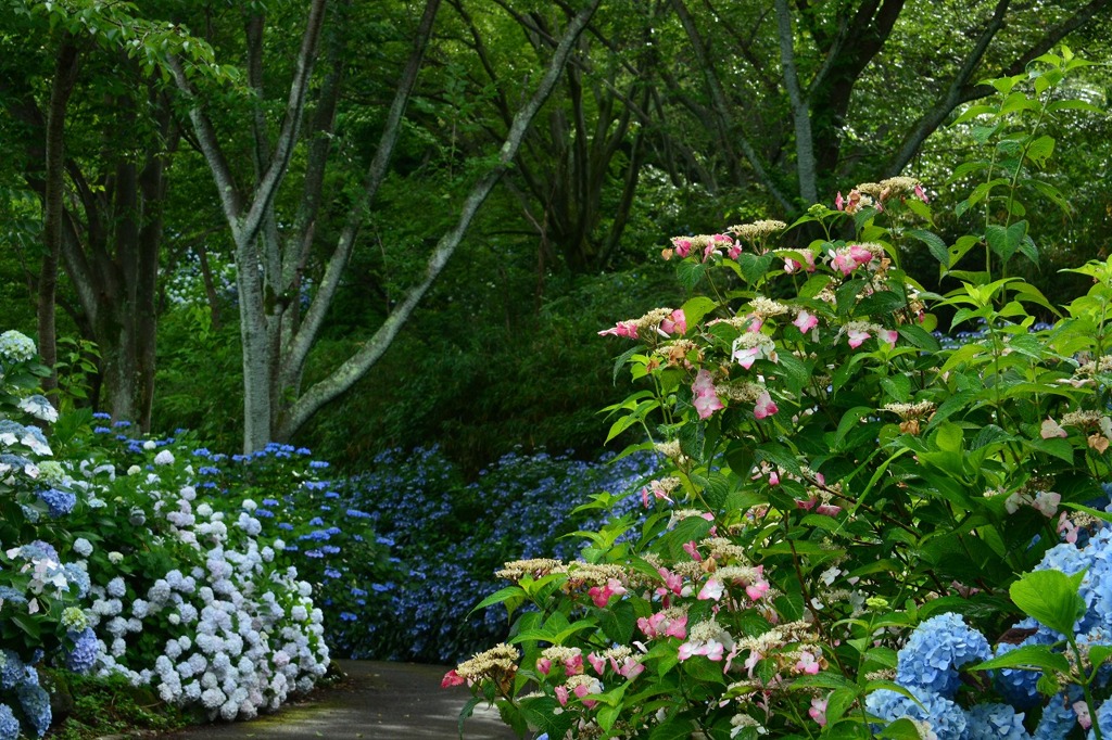 カラフルな紫陽花