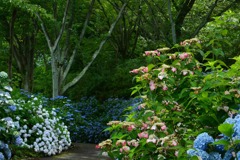 カラフルな紫陽花